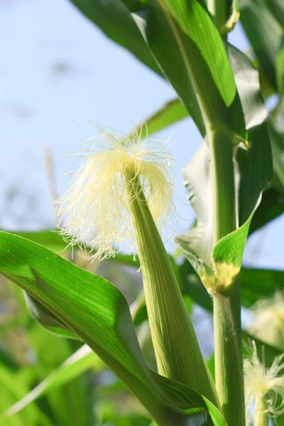 Raw corn on plant. — Stock Photo, Image