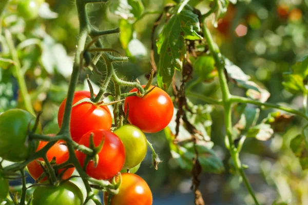 Çok olgun kırmızı ve olgunlaşmamış yeşil domates ile bu büyüyen demet — Stok fotoğraf