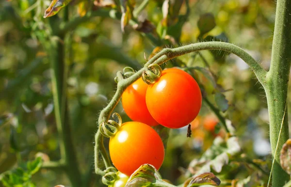 Many bunches with ripe red and unripe green tomatoes that growin — Stock Photo, Image