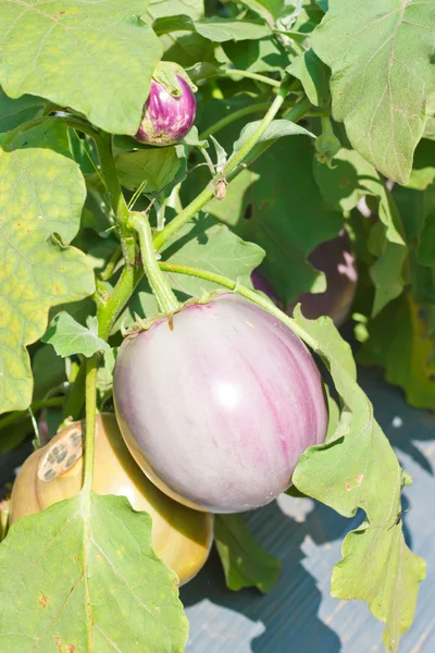 Eggplante som vokser på driftsenheten – stockfoto