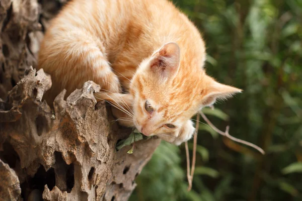 Короткая красная кошка — стоковое фото