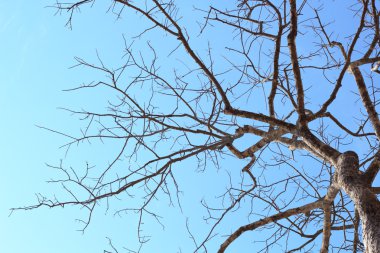 Mavi gökyüzüne karşı ölü ağaç