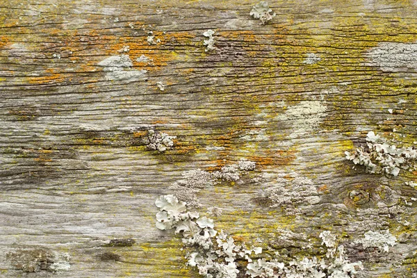 Wood texture background. — Stock Photo, Image