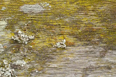 ahşap doku arkaplanı.