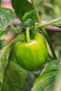 Ham madde bitki üzerinde pişirme kırmızı tatlı biber.