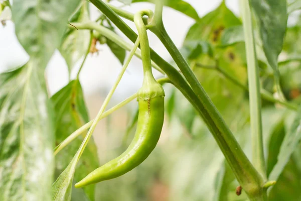 Rød grønnsakpaprika, kokeråstoff på planten . – stockfoto