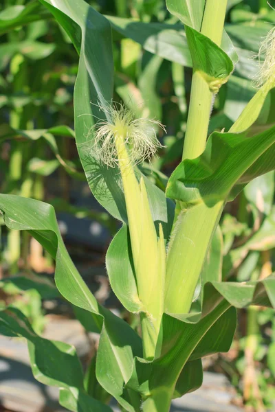 Raw corn on plant. — Stock Photo, Image