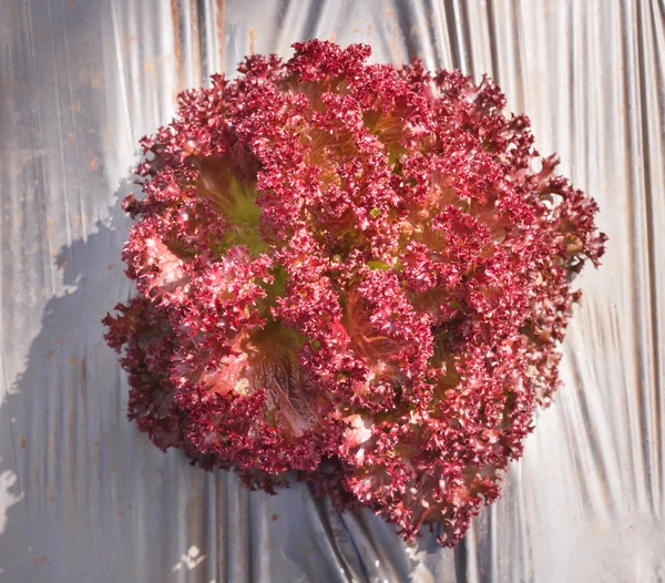 Insalata di quercia rossa . — Foto Stock