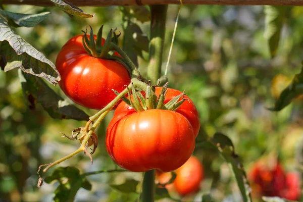Muitos cachos com tomates verdes maduros e vermelhos que crescem — Fotografia de Stock