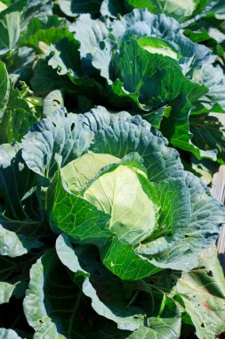 Sebze bahçesinde taze lahana yakın plan..