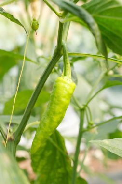 Ham madde bitki üzerinde pişirme kırmızı tatlı biber.