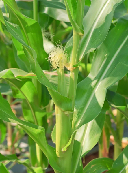 Maïs cru sur plante . — Photo
