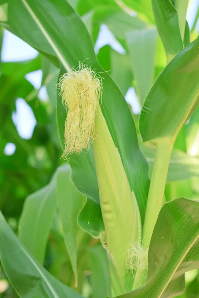 Raw corn on plant. — Stock Photo, Image