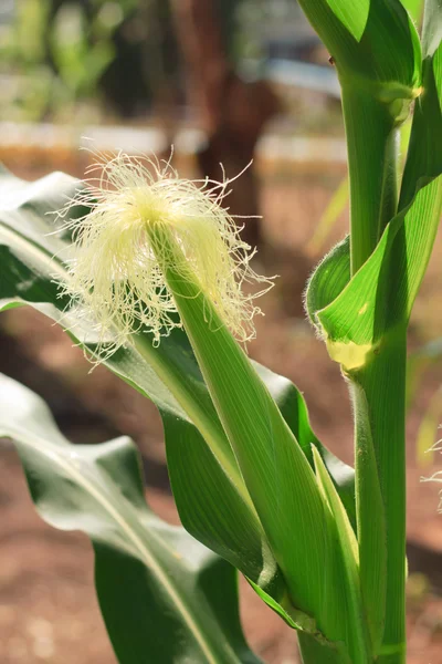 Raw corn on plant. — Stock Photo, Image