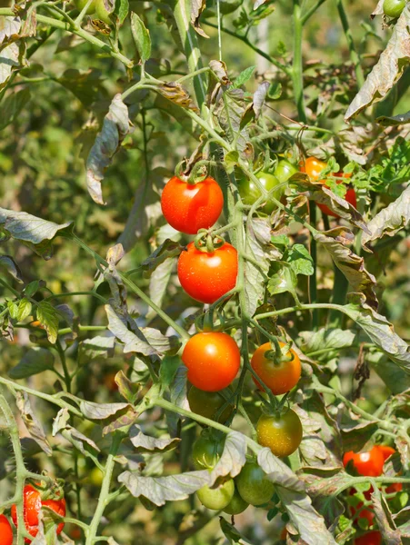 Many bunches with ripe red and unripe green tomatoes that growin — Stock Photo, Image