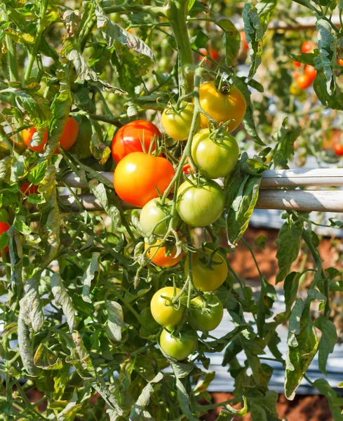 Many bunches with ripe red and unripe green tomatoes that growin — Stock Photo, Image