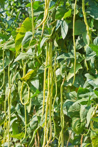 Haricot long de cour biologique (Vigna unguiculata) sur le champ agricole. — Photo