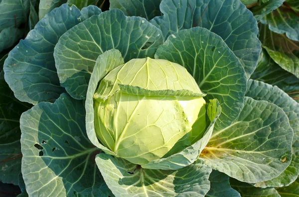 Close-up of fresh cabbage in the vegetable garden. — Stock Photo, Image