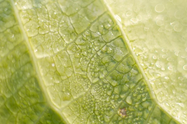 Cerrar gota de agua en la textura verde licencia . —  Fotos de Stock