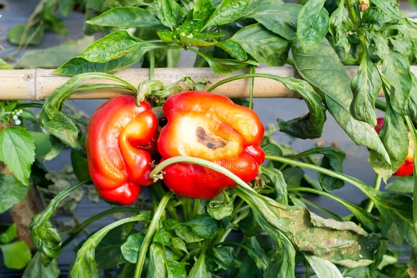 Peper, ziekte — Stockfoto