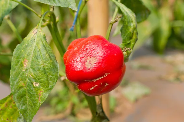 Peper, ziekte — Stockfoto