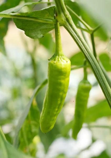 Rode paprika, koken grondstof op plant. — Stockfoto