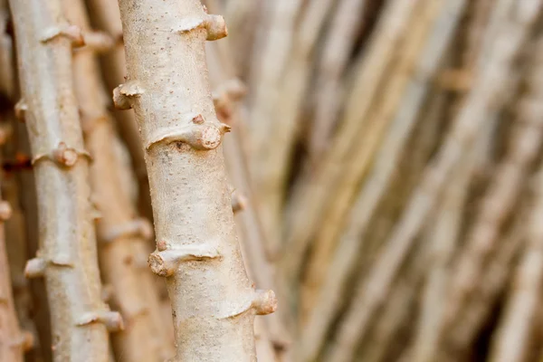 Cassava, Yuca, Mandioa, Manioca, Tapioca, Sampou, (Manihot escule — Foto Stock