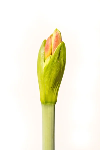 Amaryllis op witte achtergrond. — Stockfoto