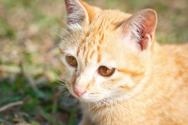 Kociak kot na tle zielonej trawie. — Zdjęcie stockowe