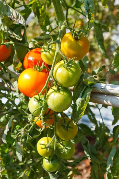 Πολλοί τσαμπιά με ώριμα κόκκινα και άγουροι πράσινες ντομάτες ότι growin — Φωτογραφία Αρχείου