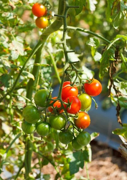 Many bunches with ripe red and unripe green tomatoes that growin — Stock Photo, Image