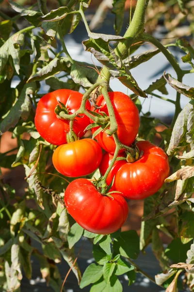 Veel bossen met rijpe rode en onrijpe groene tomaten die growin — Stockfoto