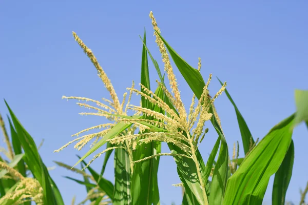 Raw corn on plant. — Stock Photo, Image