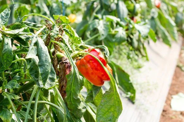 Pepper, disease — Stock Photo, Image