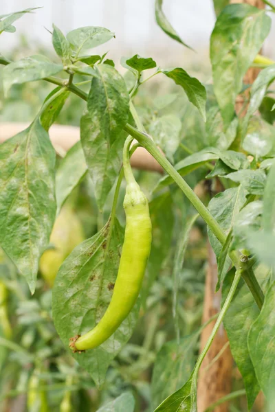 Red sweet pepper, cooking raw material on plant. — Stock Photo, Image