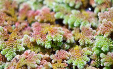 Duckweed kadar sivrisinek fern kapatın.