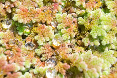 Su damlası Duckweed, sivrisinek fern üzerinde kapatın.