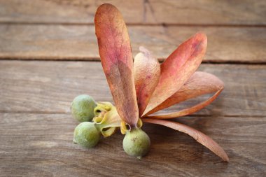 dipterocapus alatus ve kurutulmuş ayrılmak ahşap tahta üzerinde tohumları