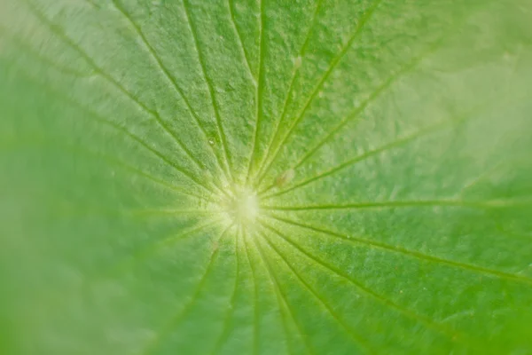 Close up green leave texture.