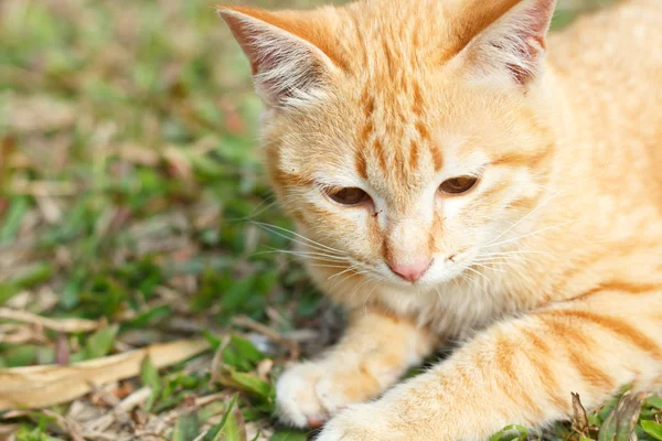 Котёнок на зеленом фоне травы . — стоковое фото