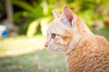 Yavru kedi kedi yeşil doğal zemin üzerine.