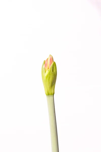 Amaryllis op witte achtergrond. — Stockfoto