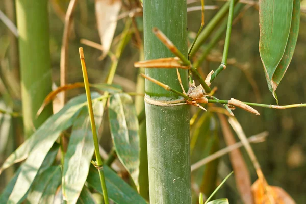 Bamboo trees. — Stock Photo, Image