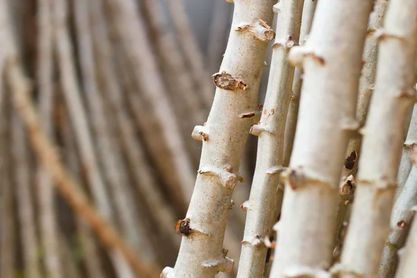 Cassava, Yuca, Mandioa, Manioca, Tapioca, Sampou, (Manihot escule — Foto Stock