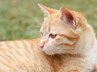 Yavru kedi kedi yeşil çim zemin üzerine.