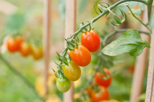 Muchos racimos con tomates rojos y verdes maduros que crecen — Foto de Stock