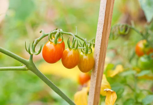 Many bunches with ripe red and unripe green tomatoes that growin — Stock Photo, Image