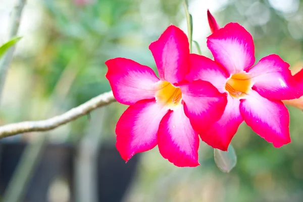 Adenium obesum, 사막 장미, 임 팔 라 릴리, 모의 진달래 — 스톡 사진