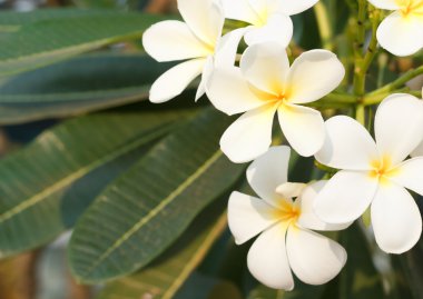Plumeria çiçek.