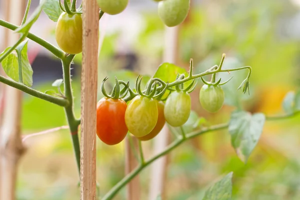 Many bunches with ripe red and unripe green tomatoes that growin — Stock Photo, Image